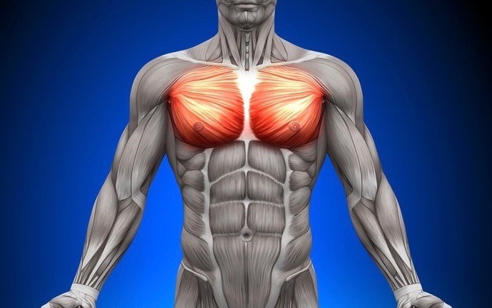 大胸筋上部を集中的に鍛える筋トレ３選！目指せカッコいい胸筋